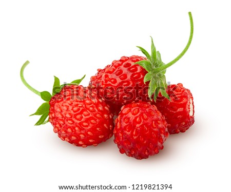 Stock fotó: Forest Strawberries