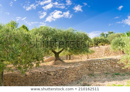 Olives Taste Like Sun Foto stock © Dar1930