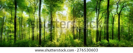 ストックフォト: Deciduous Forests Panoramic View