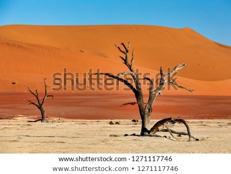 Beautiful Landscape Of Hidden Vlei In Namib Desert Panorama Zdjęcia stock © Artush