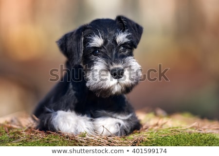 Stok fotoğraf: Black Miniature Schnauzer Dog Lying On Green Grass