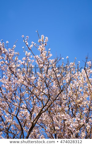 ストックフォト: Blooming Apple Tree Flowers In Spring Garden As Beautiful Nature Landscape Plantation And Agricultu