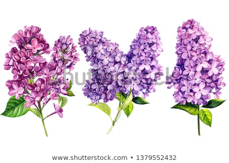 ストックフォト: Beautiful Lilac Flowers Lilac