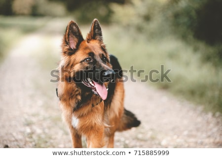 Stock fotó: German Shepherd Dog