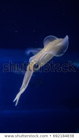 ストックフォト: Swimming Squid