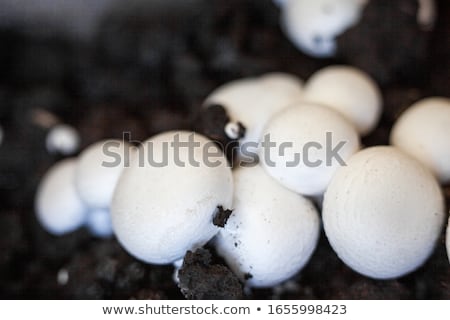 Foto stock: Common White Button Mushrooms