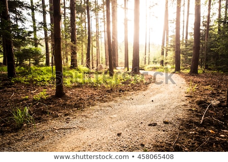 Foto d'archivio: Autumn Park With A Dirt Path