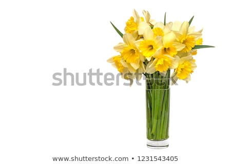 Stock photo: Yellow Daffodil Narcissus Isolated On White Background