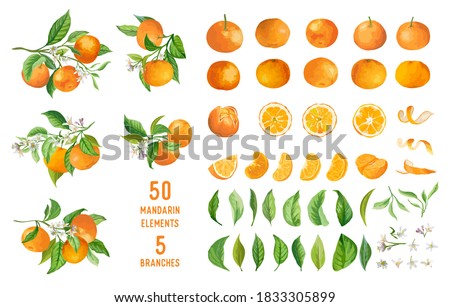 Сток-фото: Mandarin On White Background Vector Illustration