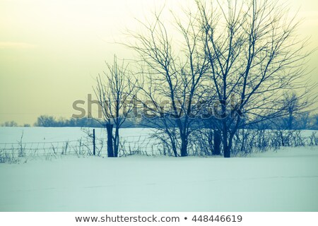 Foto stock: Fencerow In Winter Scene