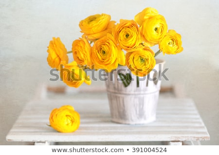 Stock photo: Close Up Of Beautiful Yellow Ranunculus Flowers