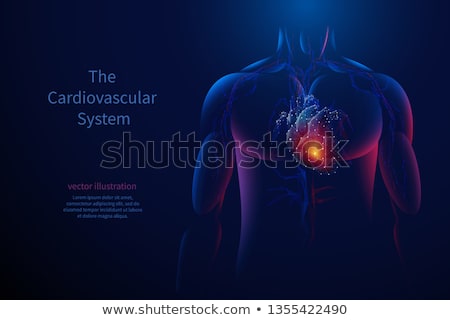 Foto stock: Human Heart And Blue Background