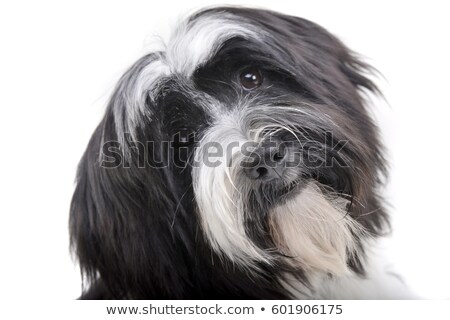 Stock fotó: Portrait Of An Adorable Tibetian Terrier