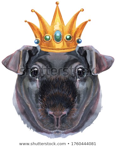 Foto stock: Watercolor Portrait Of Skinny Guinea Pig With Gold Crown On White Background