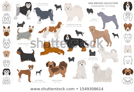 Stock fotó: Vector Dog Tibetan Terrier Breed