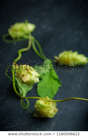 Foto stock: Wild Hop Branch