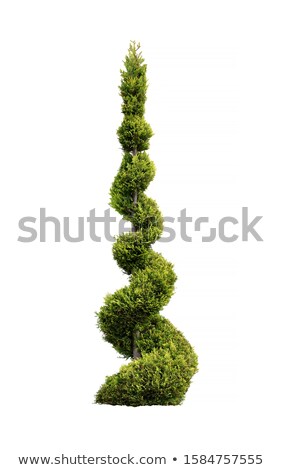Zdjęcia stock: Beautiful Topiary Shapes In Conifers