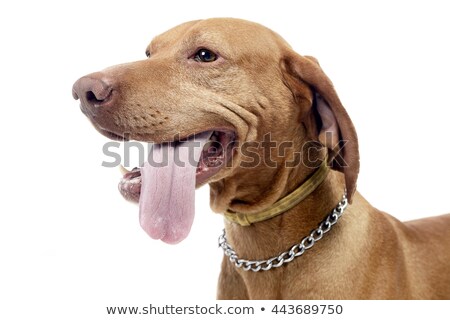 商業照片: Hungarian Vizsla Feeling Hot In A Photo Studio