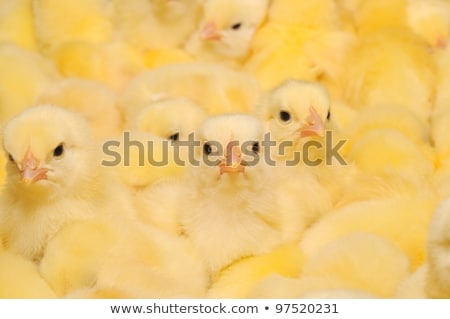 Stock photo: Large Group Of Newly Hatched Chicks On A Chicken Farm