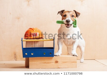 Stock fotó: Handyman Dog With A Hammer