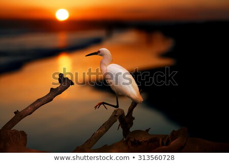 [[stock_photo]]: The Snowy Egret On The Water At Malibu Beach In August
