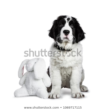 Foto stock: Black And White Landseer Puppy