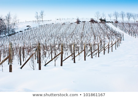 [[stock_photo]]: Tuscany Wineyard In Winter