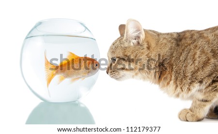 商業照片: Cat Looking At A Goldfish In An Aquarium