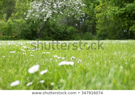 Stock photo: Gras Meadow Daisy Flowers Copy Space