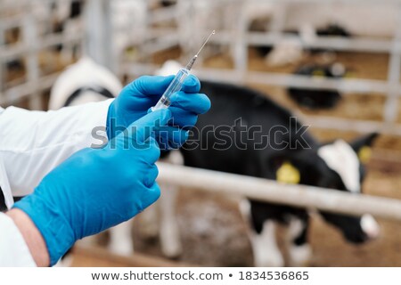 Stock photo: Woman Preparing Cow Vaccine