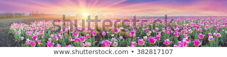 [[stock_photo]]: Purple Dutch Tulip Tulipa