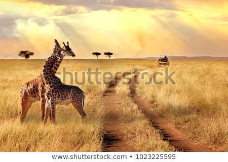 Foto stock: African Safari