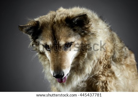 Foto stock: Mixed Breed Funny Dog Is Relaxing In A Dark Photo Studio