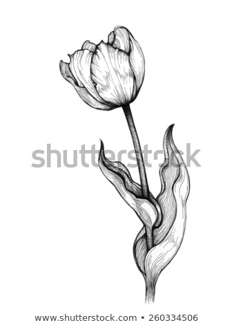 Foto stock: Iña · feliz · con · tulipanes · blancos