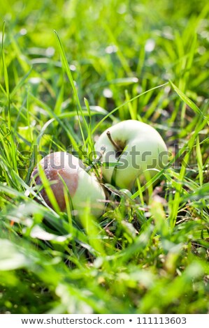 Stock fotó: Autumn Fallen Organic Apples With One Rotten Side