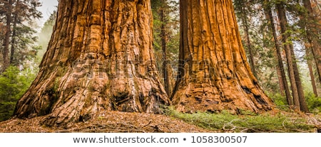 Stok fotoğraf: Giant Redwood Sequoia