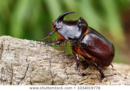 Сток-фото: Rhinoceros Beetle