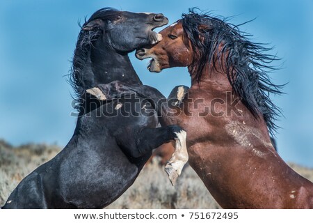 Stok fotoğraf: Fight Of Horses