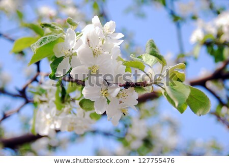 Stock fotó: Young Apple Trees In Spring Time With Blue Sky