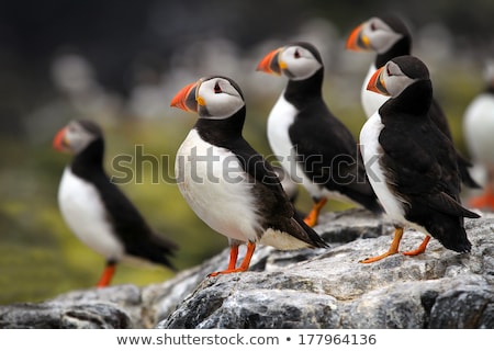 商業照片: Puffin Fratercula Arctica Isle Of May Scotland