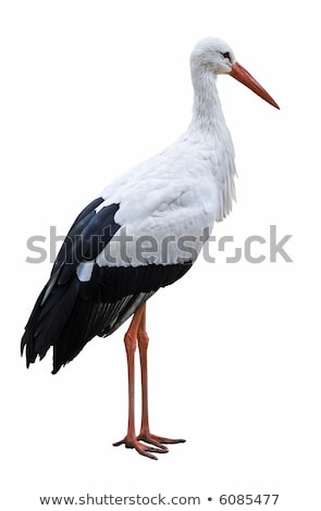 Stock fotó: White Stork At The Zoo