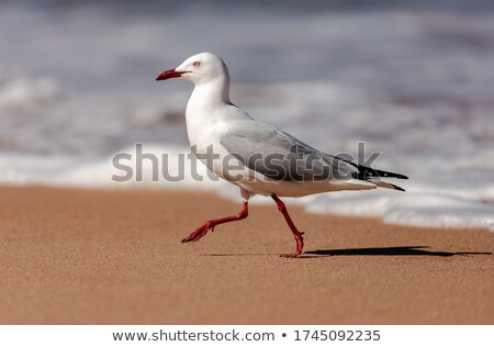 Stock fotó: Silver Gull In Sydney