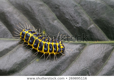 Stockfoto: Yellow And Black Caterpillar