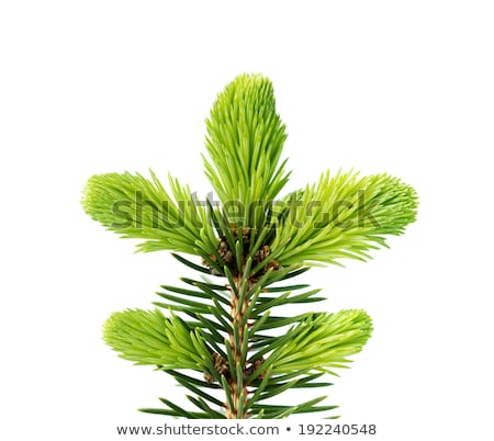 Foto stock: Young Spruce Shoots