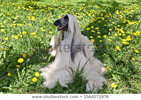 Foto d'archivio: Beautiful Shaggy Dog Breed Afghan In The Summer