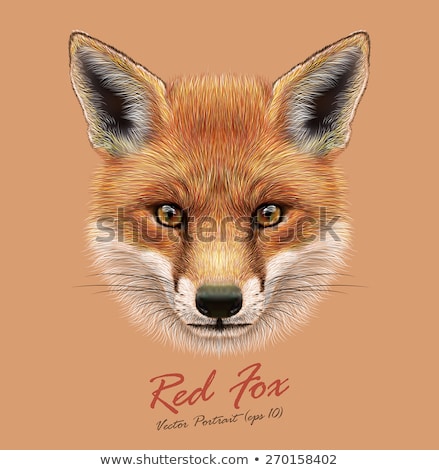 Foto d'archivio: Isolated Fox Head White Background