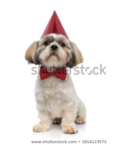 ストックフォト: Gentleman Shih Tzu Wearing Birthday Hat Sitting