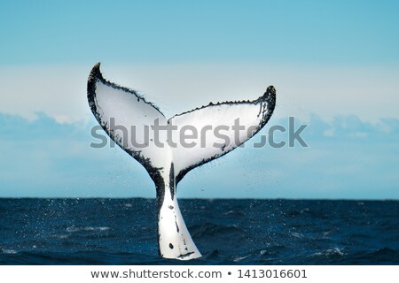 Stockfoto: Humpback Whale Tail In Ocean