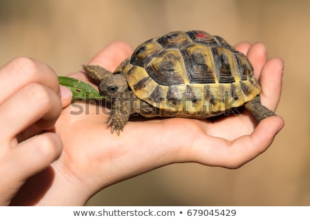 ストックフォト: Tortoises In Love