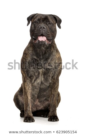 Stock foto: Studio Shot Of An Adorable Bull Mastiff